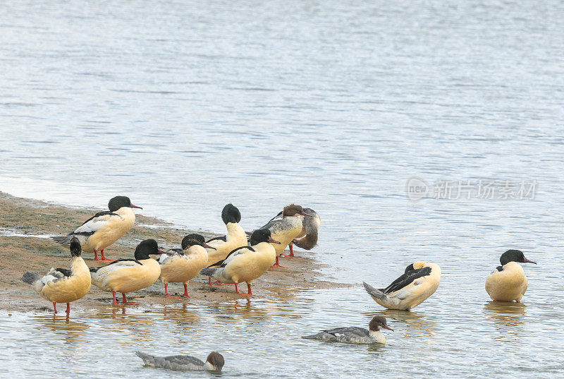 一群野鹅(Mergus merganser)